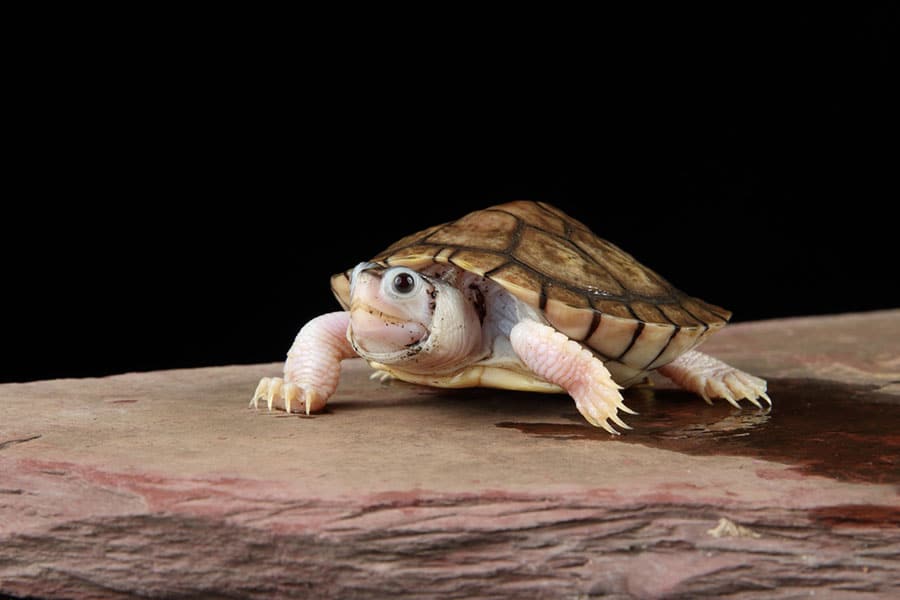 A turtle with a light pink body and brown shell stands on a flat rock surface against a black background. A turtle with a light pink body and brown shell stands on a flat rock surface against a black background.
