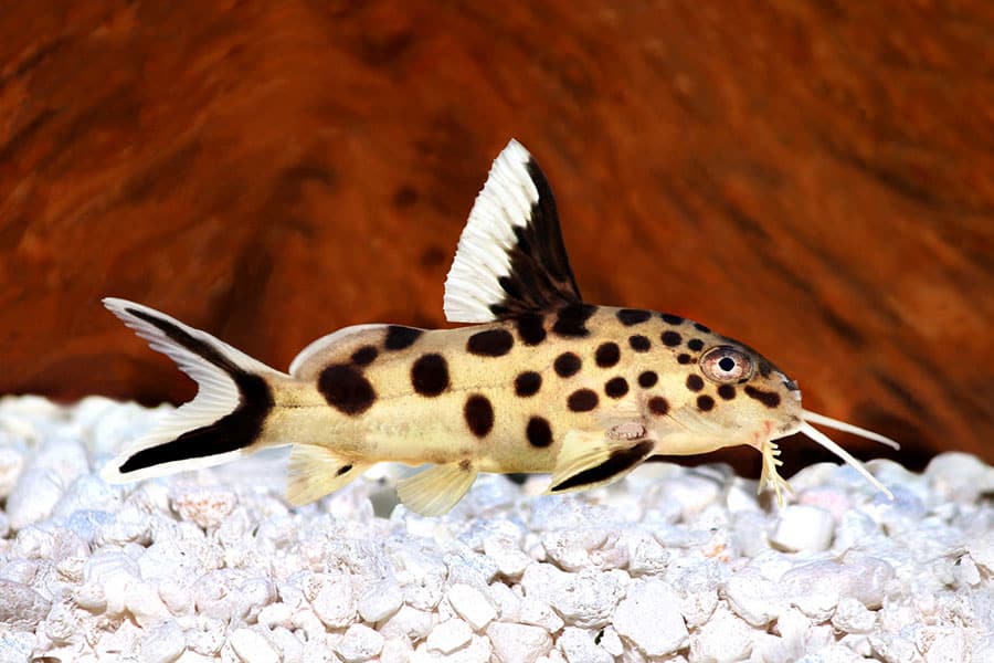 A spotted catfish with long whiskers swims above white gravel, displaying large dark spots on a light body and a tall dorsal fin, against a brown background.