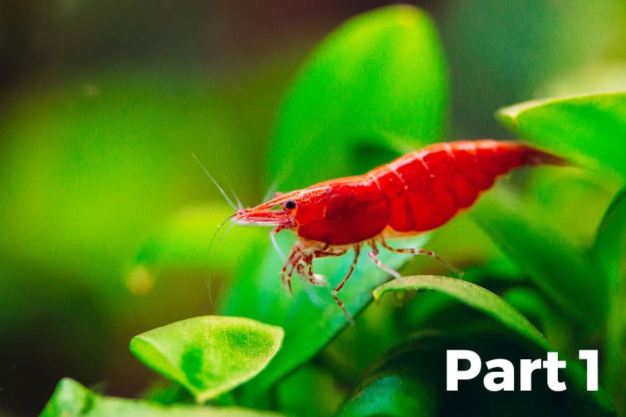 A vibrant Cherry Shrimp sits on green aquatic plants with Part 1 text in bold white letters at the bottom right, introducing viewers to Cherry Shrimp 101.