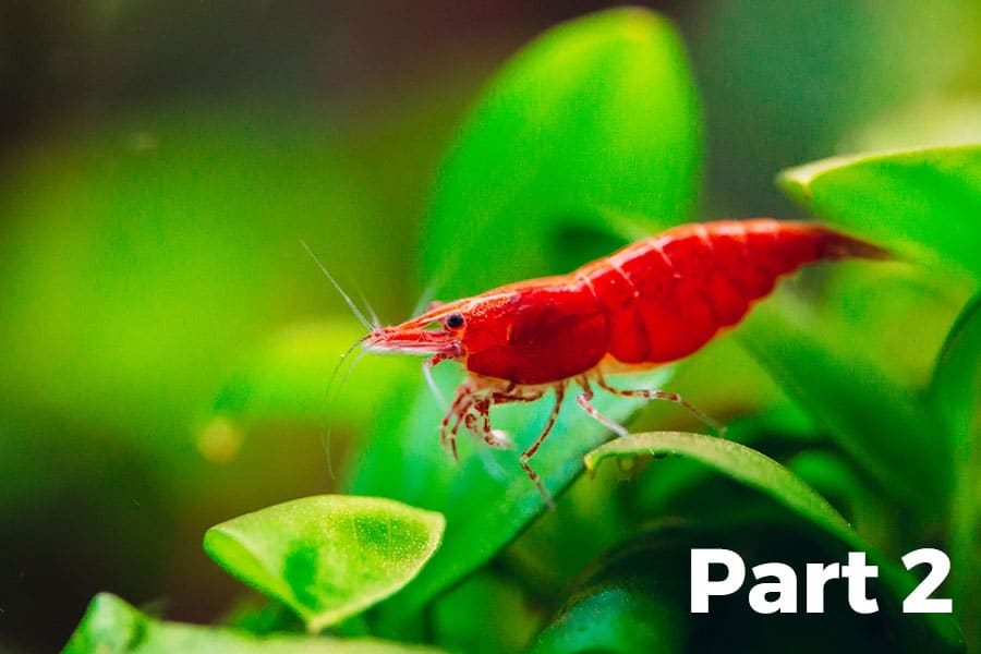A bright red Cherry Shrimp perched on green leaves in an aquarium, with Part 2 in bold white text at the lower right corner—a perfect scene for anyone interested in Shrimp Care.