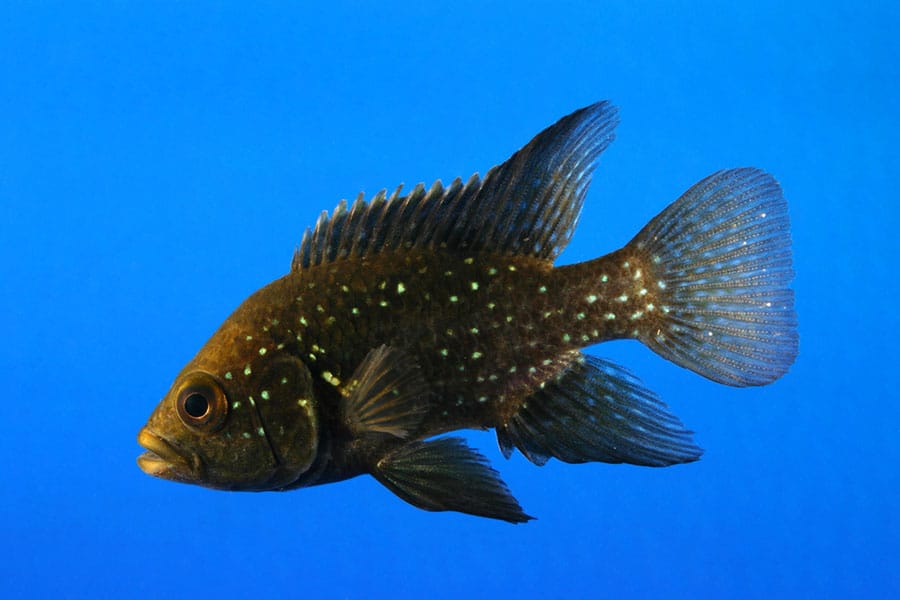 A dark-colored fish with light spots and spiky fins swims against a bright blue background.