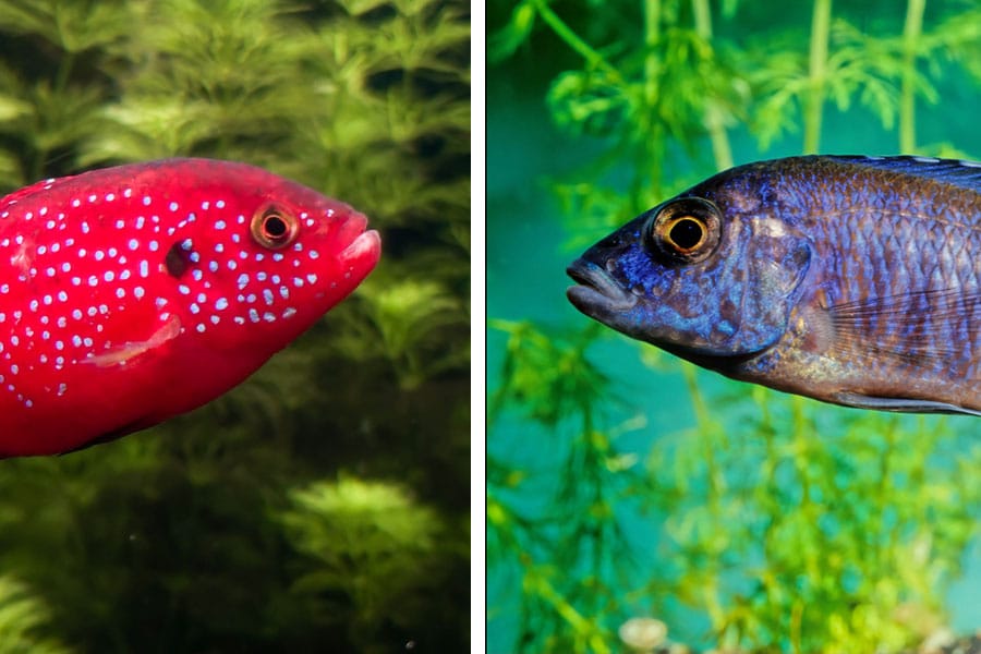 A split image shows a bright red fish with blue spots on the left and a deep blue fish on the right, both facing each other with green aquatic plants in the backgroundâperfect for illustrating differences between vibrant Central/South American cichlids and striking African cichlids.