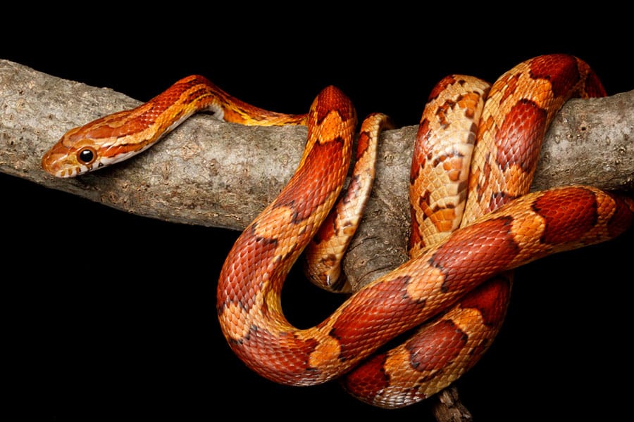 A vibrant orange and red corn snake is coiled around a tree branch against a solid black background, perfectly showcasing the striking beauty often highlighted in any Corn Snake Guide.