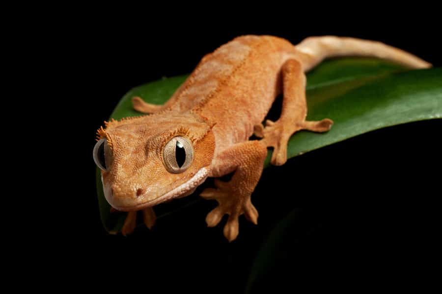 An orange crested gecko rests on a green leaf against a black background, looking directly at the camera with wide eyes and textured skin—a perfect portrait for anyone passionate about crested gecko care.