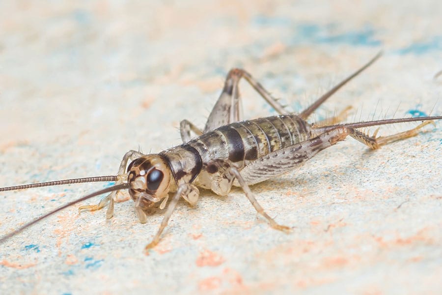 Close-up of a house cricket with long antennae and striped body, standing on a textured light surface—an excellent choice for bioactive enclosures or as live food for reptiles and amphibians.