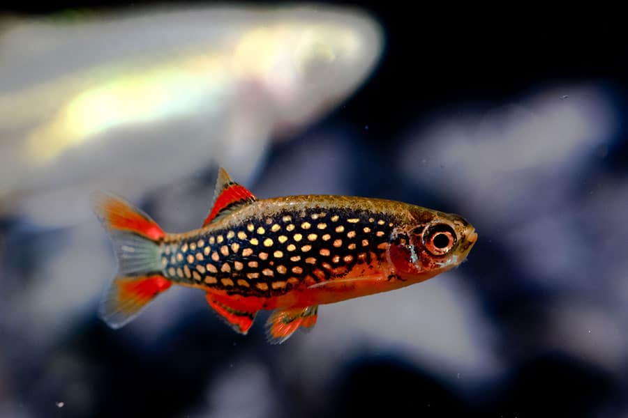 A small, colorful fish with a bright orange-red body, black spots, and red fins swims in a tank. The background is blurry with another faint fish visible.