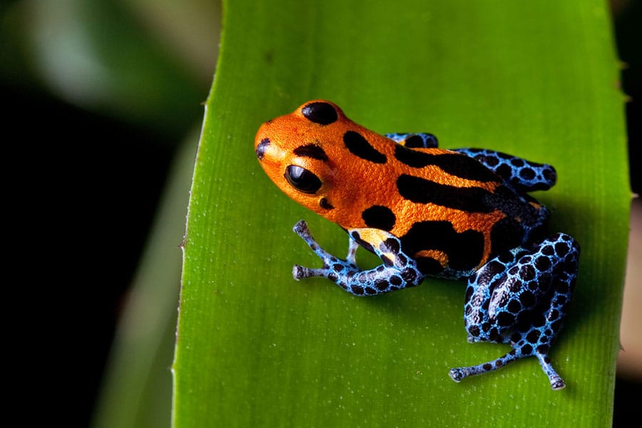 A small, brightly colored frog with an orange and black body and blue, spotted legs sits on a green leaf.