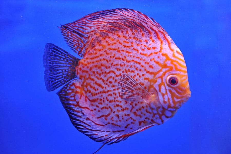 Orange and red patterned discus fish with a rounded body and black-tipped fins swimming against a bright blue background.