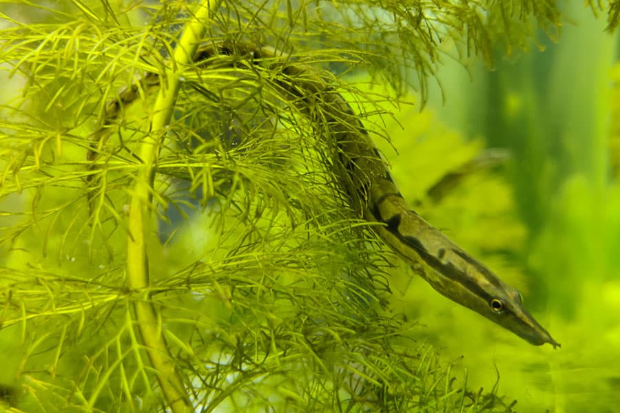 A brown and green fish with a long, slender body swims among bright green aquatic plants in clear water. A brown and green fish with a long, slender body swims among bright green aquatic plants in clear water.