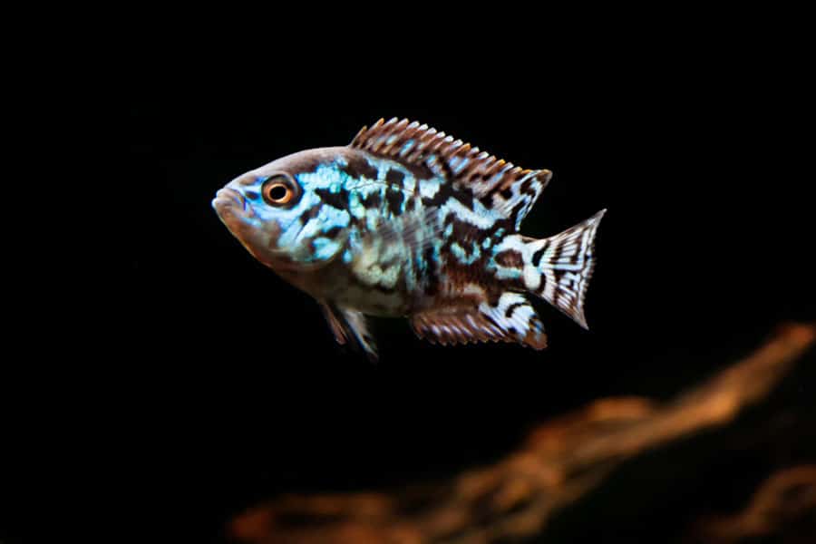 A colorful fish with blue, black, and white markings swims against a dark background, with part of a brown branch visible at the bottom.