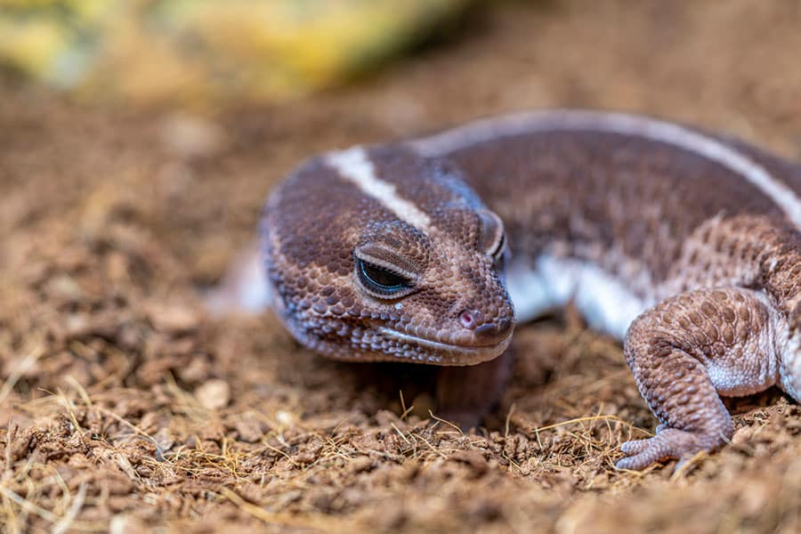A close-up of a brown gecko with a white stripe on its head and body, lying on a dirt and straw surface, with its eyes half-closed. The background is blurred yellow and brown earth tones. A close-up of a brown gecko with a white stripe on its head and body, lying on a dirt and straw surface, with its eyes half-closed. The background is blurred yellow and brown earth tones.