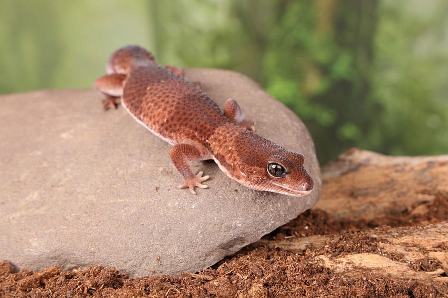 A brown gecko with textured skin and large eyes rests on a gray rock, surrounded by soil and blurred green foliage in the background, creating a tranquil scene reminiscent of those found in aquatic turtle care environments.