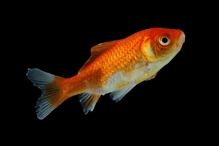 A single goldfish with bright orange scales and flowing fins swims against a plain black background, thriving on a diet of live foods in a bioactive environment.