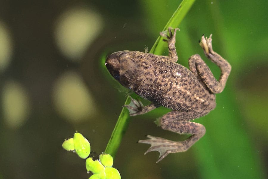A small brown frog with mottled skin clings to a green plant stem underwater. Some tiny floating plants are nearby. The background is blurry with green and yellow hues.