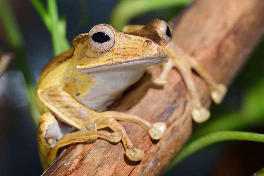A close-up of a brown tree frog with large eyes sitting on a branch, with green leaves blurred in the backgroundâcapturing the unique beauty of amphibians and reptiles alike, much like those highlighted in any comprehensive turtle guide or aquatic turtle care manual.