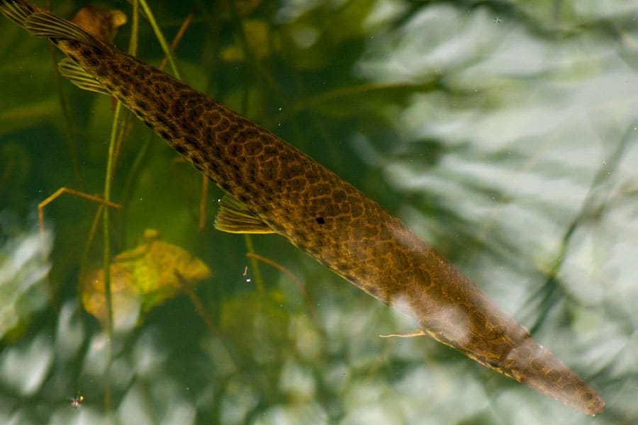A long, brown fish with a pattern of dark spots swims in greenish water, surrounded by aquatic plants. A long, brown fish with a pattern of dark spots swims in greenish water, surrounded by aquatic plants.