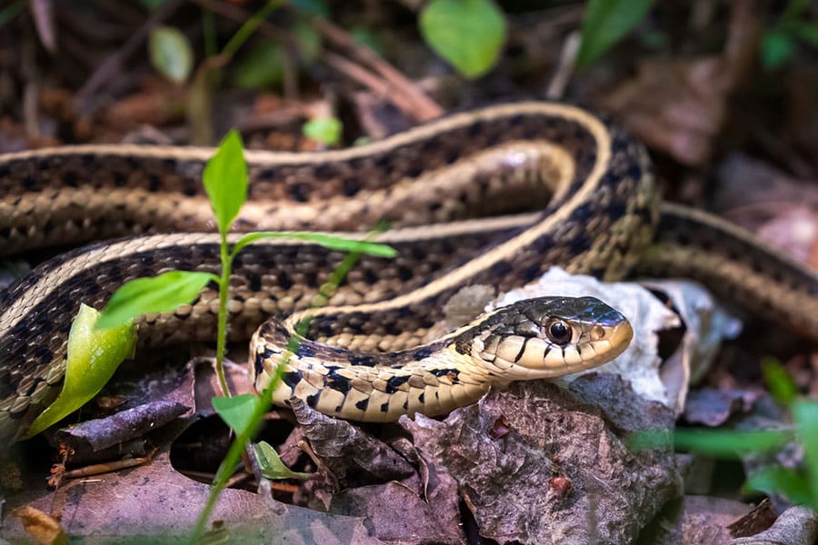 A garter snake with yellow and black stripes slithers through dry leaves and green plants on a forest floor. A garter snake with yellow and black stripes slithers through dry leaves and green plants on a forest floor.
