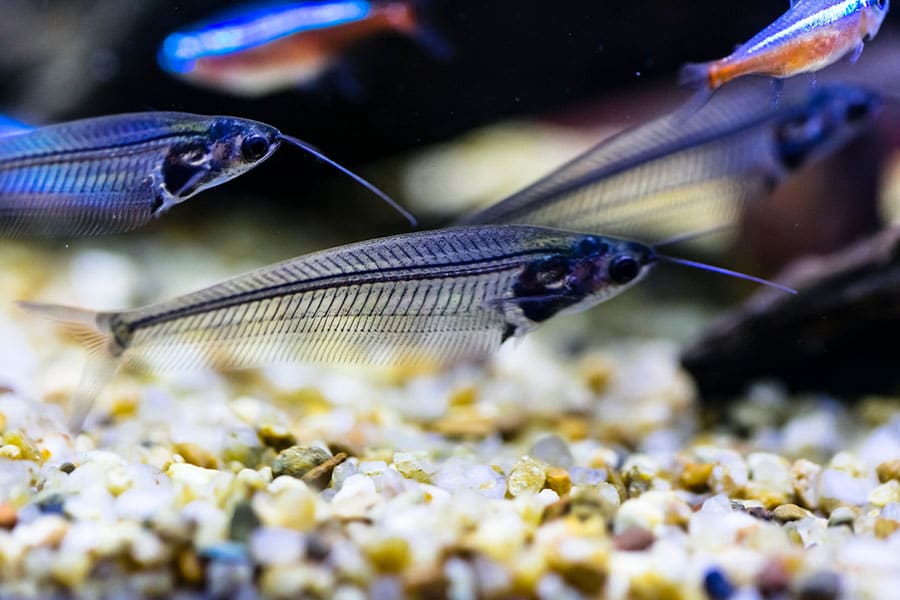 Three transparent glass catfish swim over gravel in an aquarium, with a few colorful fish visible in the background. Three transparent glass catfish swim over gravel in an aquarium, with a few colorful fish visible in the background.