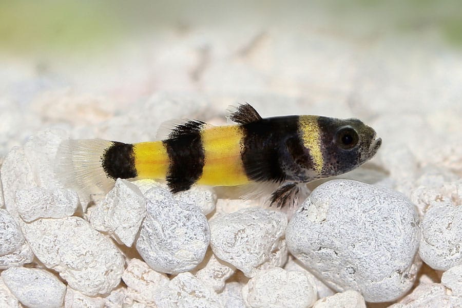 A small bumblebee goby fish with black and yellow stripes rests on white rocks in an aquarium. A small bumblebee goby fish with black and yellow stripes rests on white rocks in an aquarium.