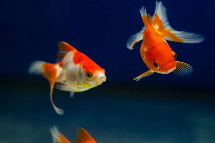 Two orange and white goldfish swim gracefully in clear water against a deep blue background.