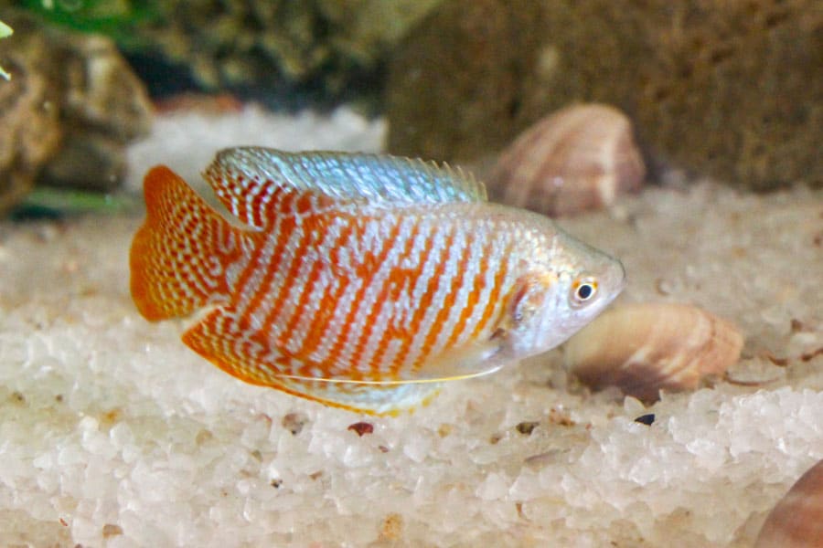 A colorful freshwater fish with orange and blue vertical stripes swims near shells on a sandy aquarium floor.