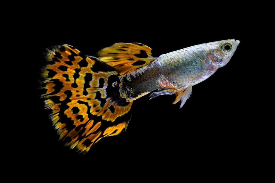 A guppy fish with a shimmering silver body and large, vibrant orange and black patterned tail, swimming against a solid black background.