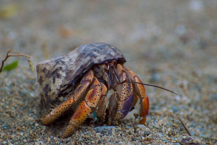 A close-up of a hermit crab with orange and brown legs is walking on sandy ground, partially inside a mottled, spiral shell—a perfect example for anyone seeking a visual hermit crab guide.