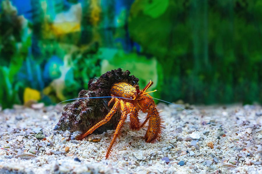 A bright orange hermit crab with long antennae crawls on white gravel, carrying a textured dark shell, with a blurred green and blue background behind it—an ideal example for any hermit crab care enthusiast or those seeking the perfect photo for a hermit crab guide.