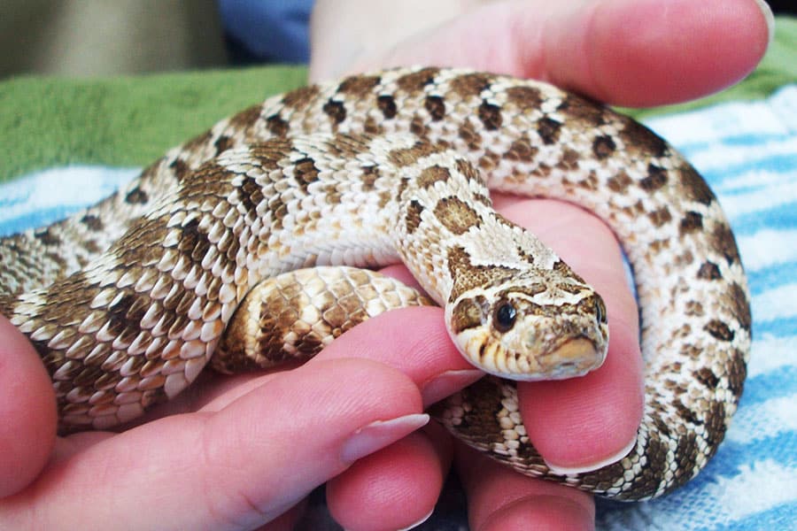 A tan and brown patterned hognose snake is gently held in a person’s hand, resting on a towel with blue and white stripes in the background—a serene moment perfect for any hognose guide or Hognose care resource.