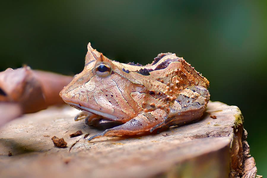 A brown and tan horned frog with rough, textured skin sits on a tree stump, blending in with its natural surroundings.