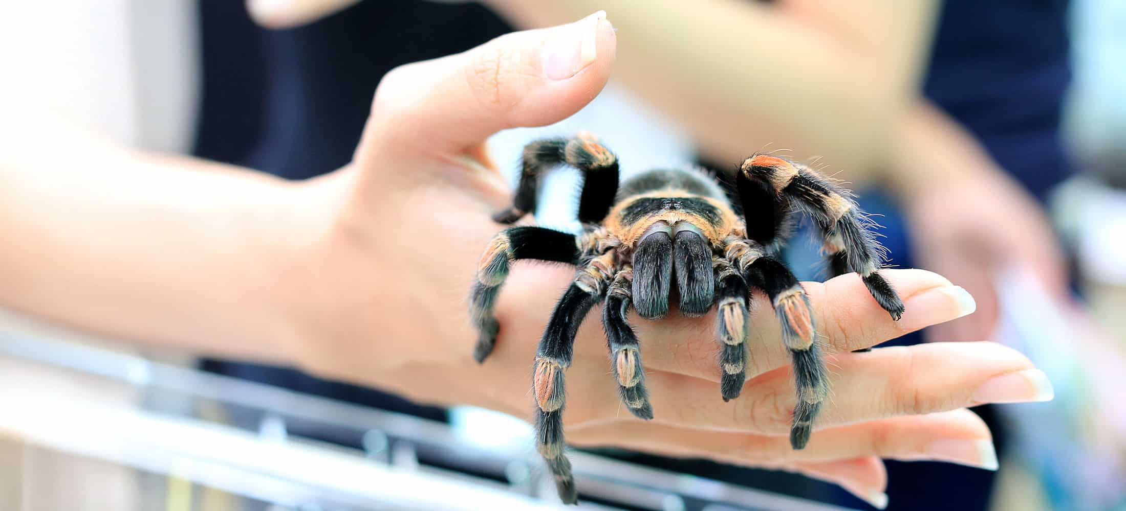 A large tarantula, one of the most fascinating invertebrates, with striking black and orange markings crawls on a person’s hand, with blurred people and objects in the background.