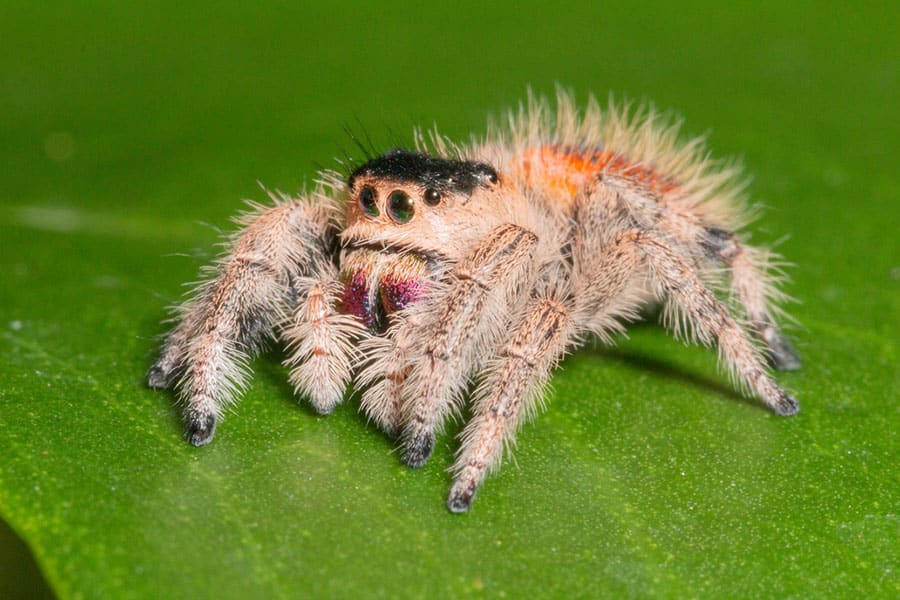 A close-up of a fuzzy jumping spider—one of the fascinating invertebrates—with large eyes, pale legs, and an orange and black body, sitting on a green leaf.