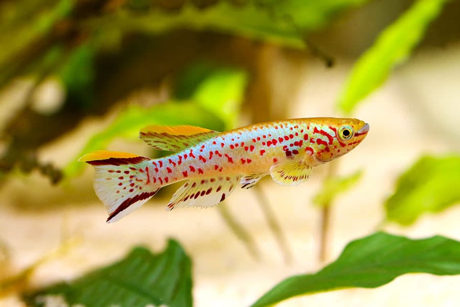 A colorful fish with red spots and yellow fins swims in an aquarium with green plants and a sandy bottom.