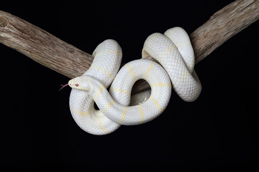 A pale white and yellow snake with red eyes is coiled around a brown tree branch against a solid black background. A pale white and yellow snake with red eyes is coiled around a brown tree branch against a solid black background.