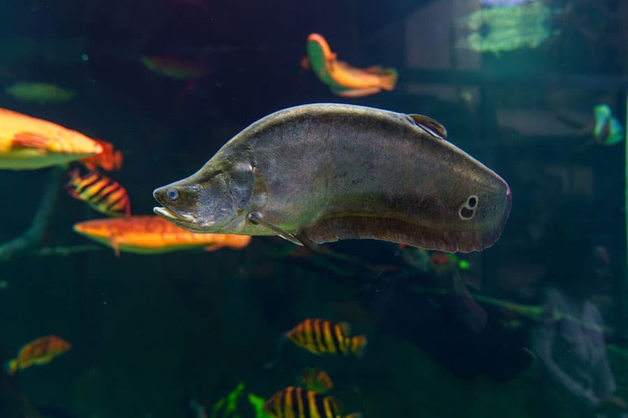 A dark, elongated knifefish with a distinct white ring near its tail swims in an aquarium, surrounded by orange and striped fish.
