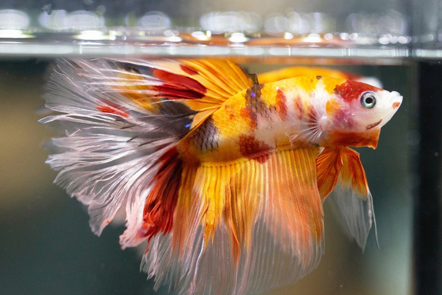 A vibrant orange, yellow, and white betta fish with long, flowing fins swims near the surface of a clear aquarium.