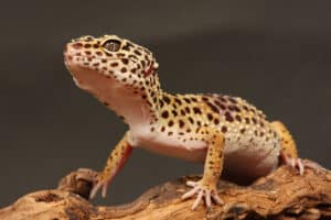 A close-up of a leopard gecko standing on a piece of wood, showing its spotted yellow, white, and brown skin against a dark background—an ideal reference for anyone interested in proper Leopard Gecko Care.