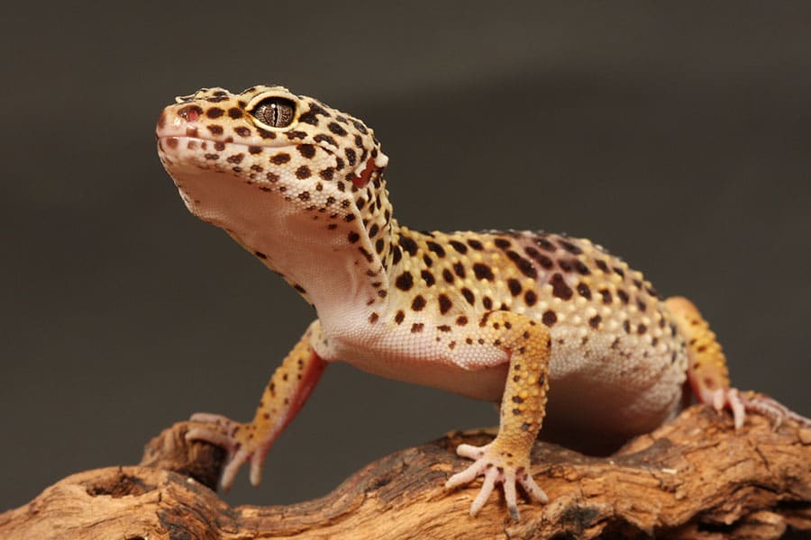 A close-up of a leopard gecko standing on a piece of wood, showing its spotted yellow, white, and brown skin against a dark background—an ideal reference for anyone interested in proper Leopard Gecko Care.