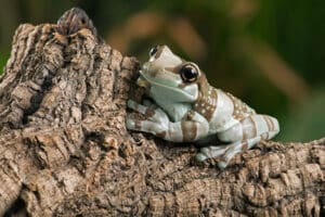 A green and brown Amazon milk frog with large eyes sits on rough, textured tree bark against a blurred green background, showcasing why Amazon Milk Frogs are so popular among pet frogs enthusiasts and amphibians lovers alike.