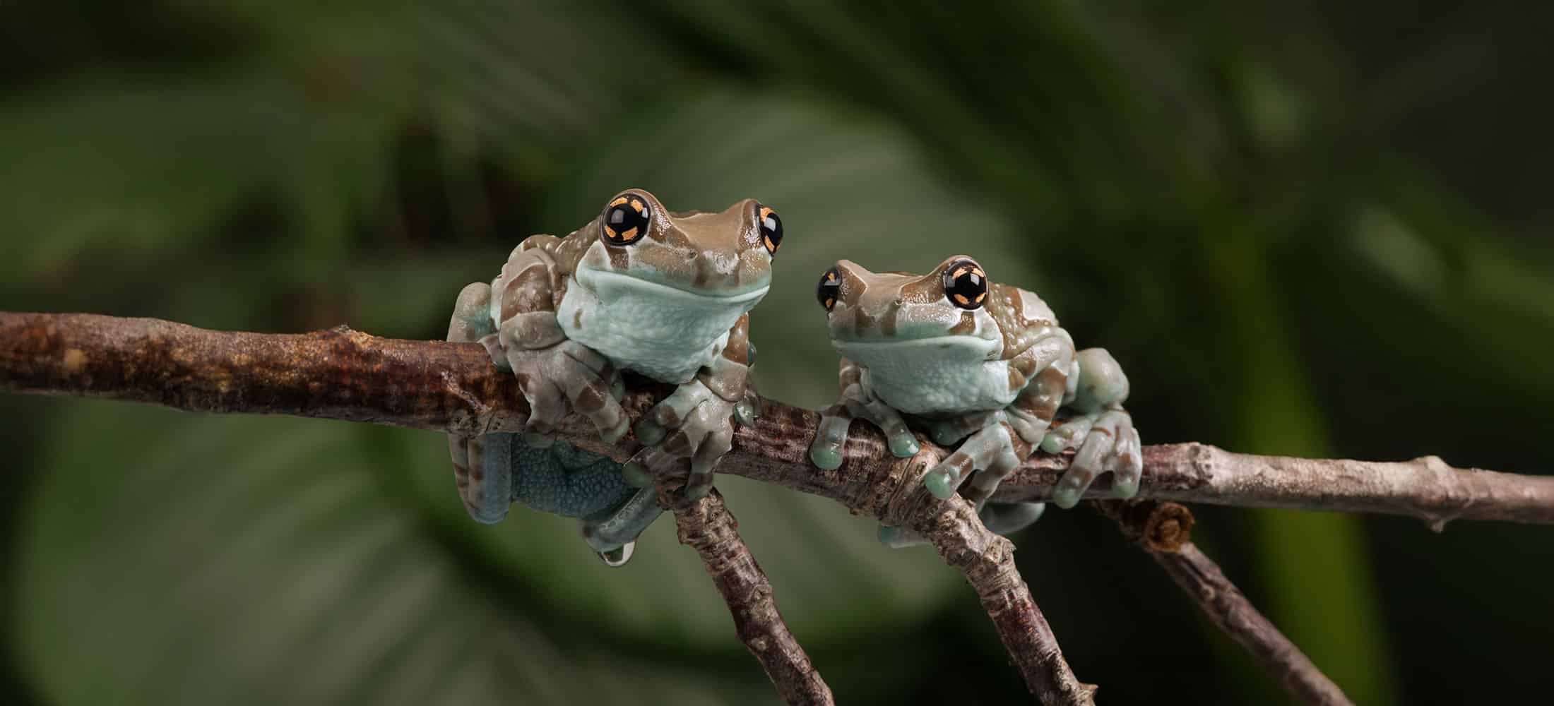 Two green and brown frogs with large eyes sit closely together on a thin tree branch, with a blurred green leafy background behind them.