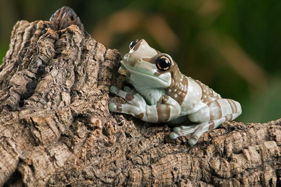 A green and brown Amazon milk frog with large eyes sits on rough, textured tree bark against a blurred green background, showcasing why Amazon Milk Frogs are so popular among pet frogs enthusiasts and amphibians lovers alike.