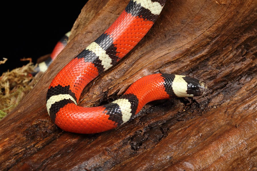 A brightly colored snake with red, black, and white bands slithers across a textured piece of wood.