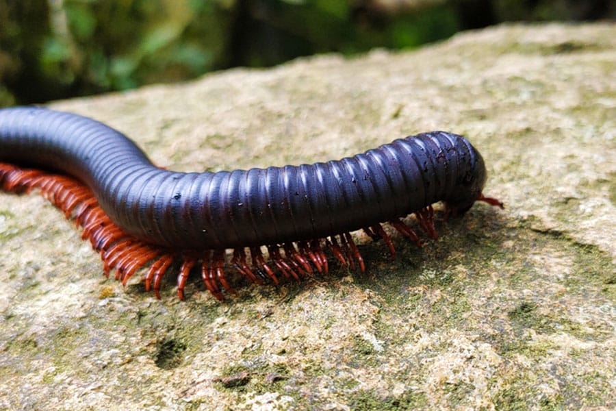 A close-up of a black millipede, one of the fascinating invertebrates, with many reddish legs crawling on a rough, light brown rock surface, with a blurred green background.