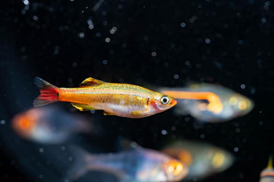 A small, orange and gold fish with a red tail swims in clear water with two blurred fish in the background against a dark, speckled backdrop.