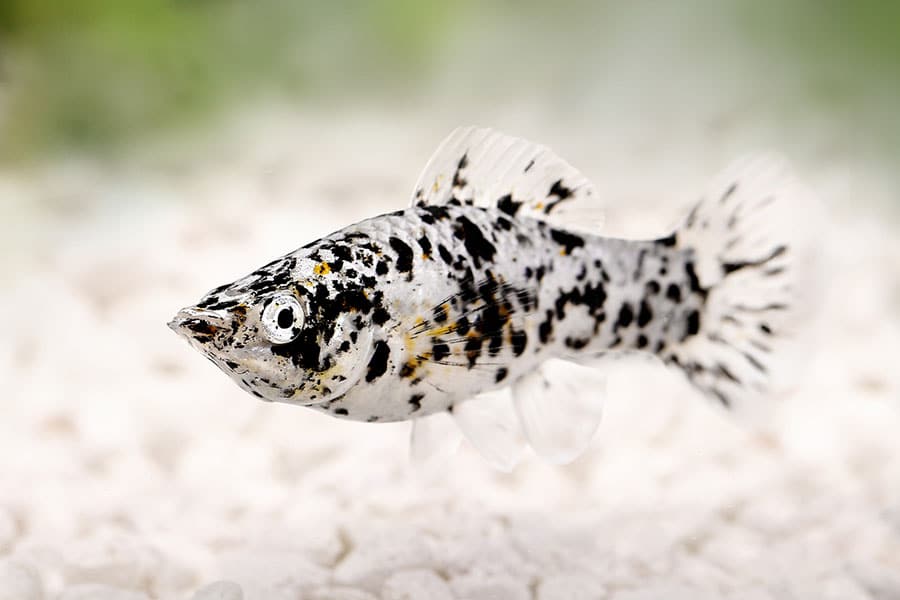 A close-up of a black and white speckled fish swimming underwater with a blurred, light-colored background. A close-up of a black and white speckled fish swimming underwater with a blurred, light-colored background.