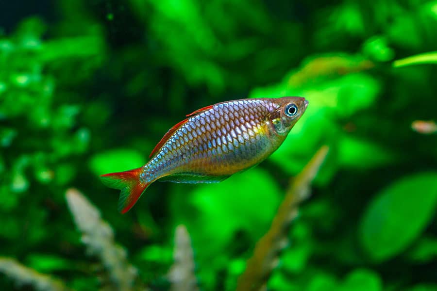 A small, colorful fish with a red tail and shimmering blue body swims in a lush, green aquarium with plants in the background.
