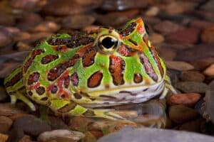 A colorful Pacman frog with green, red, and yellow patterns sits on wet rocks in shallow water.
