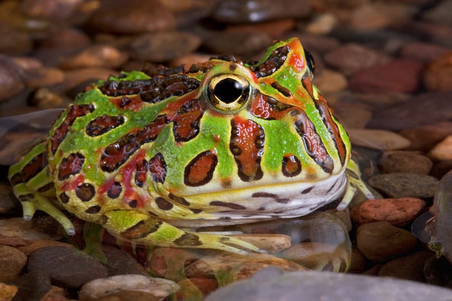 A colorful Pacman frog with green, red, and yellow patterns sits on wet rocks in shallow water.