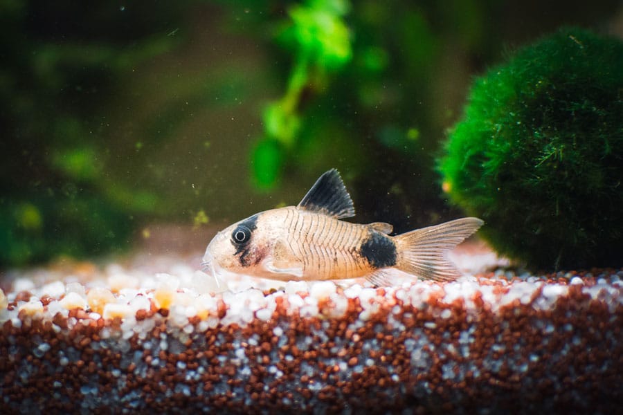 A small corydoras catfish swims near green moss in a freshwater aquarium, above brown and white gravel.