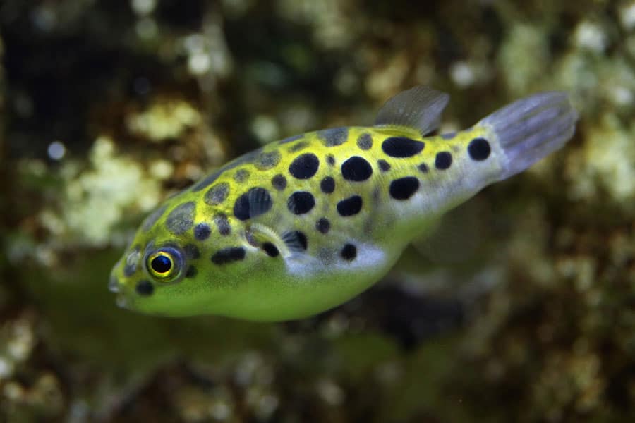 A close-up of a green spotted pufferfish swimming underwater. Its body is yellow-green with black spots, and it has a round shape and large, yellow-rimmed eyes. The background is blurry and aquatic. A close-up of a green spotted pufferfish swimming underwater. Its body is yellow-green with black spots, and it has a round shape and large, yellow-rimmed eyes. The background is blurry and aquatic.